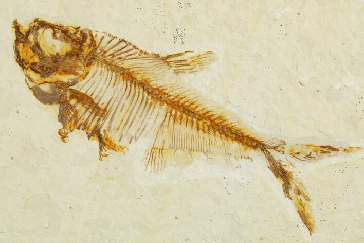 Fossil Fish (Diplomystus) - Wyoming #355655